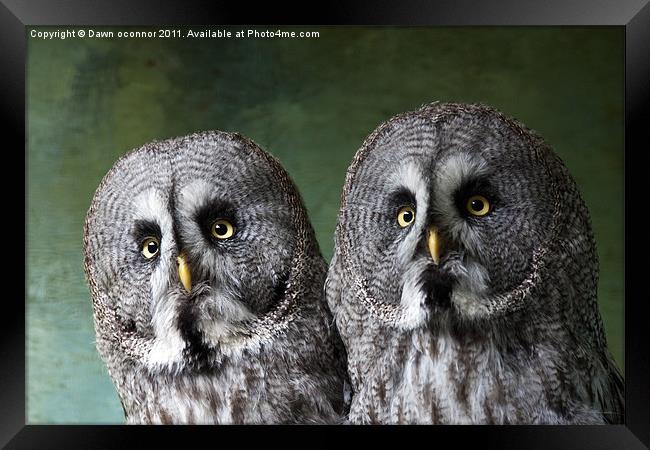 Double Take, Pair of Owls Framed Print by Dawn O'Connor