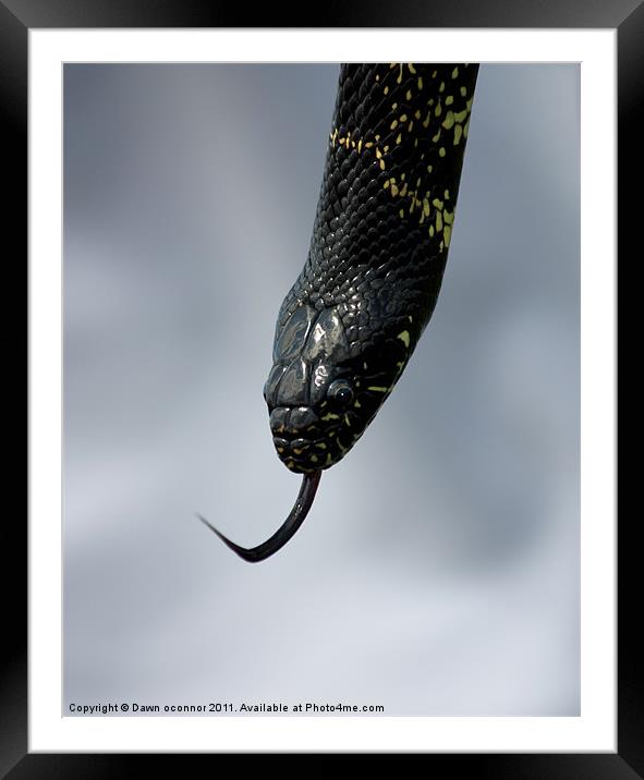 Snake, Eagle Heights Framed Mounted Print by Dawn O'Connor