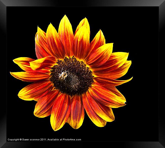 Sunflower with bee Framed Print by Dawn O'Connor