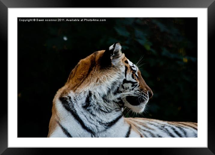 Tiger, Panthera tigris tigris Framed Mounted Print by Dawn O'Connor
