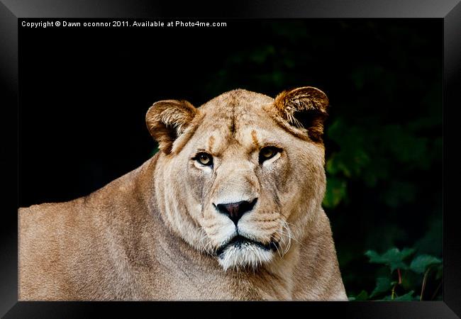 Barbary/Atlas Lion - Panthera leo leo Framed Print by Dawn O'Connor