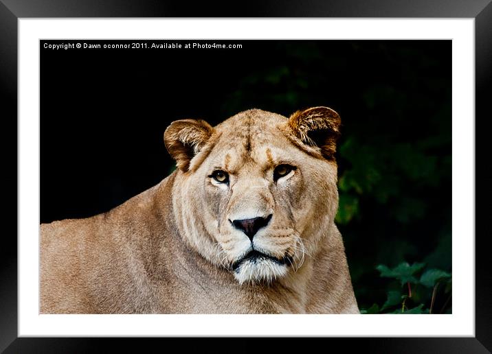 Barbary/Atlas Lion - Panthera leo leo Framed Mounted Print by Dawn O'Connor