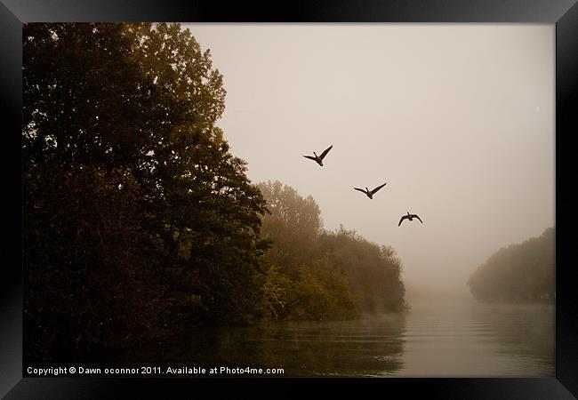 Three Geese on a Misty Morning Framed Print by Dawn O'Connor