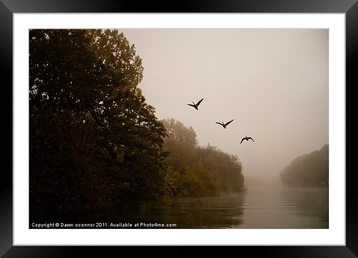 Three Geese on a Misty Morning Framed Mounted Print by Dawn O'Connor