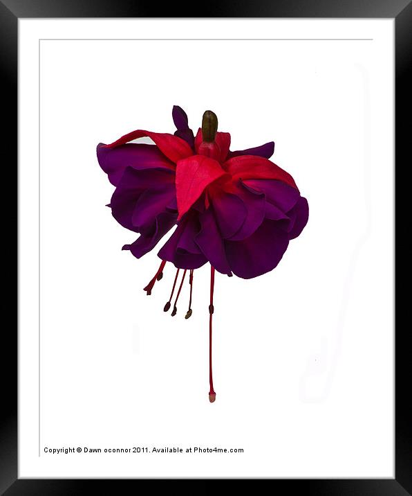 Purple Fuchsia on White Framed Mounted Print by Dawn O'Connor