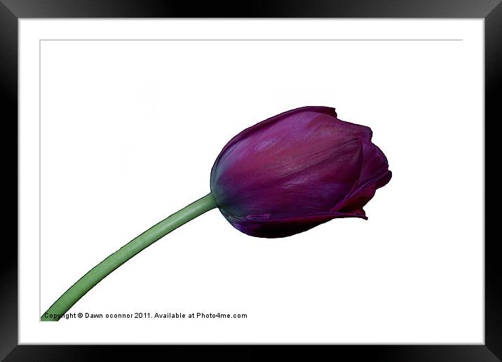 Purple Tulip on White Framed Mounted Print by Dawn O'Connor