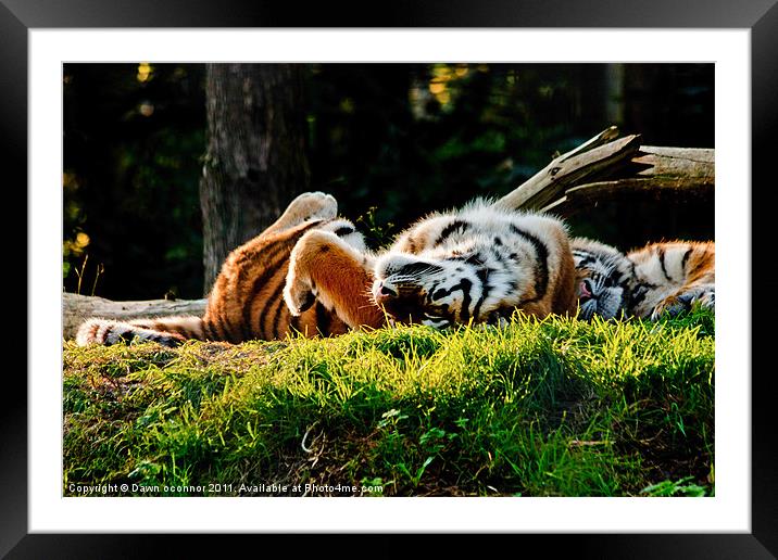 Im Just a Big Kitten Really Framed Mounted Print by Dawn O'Connor