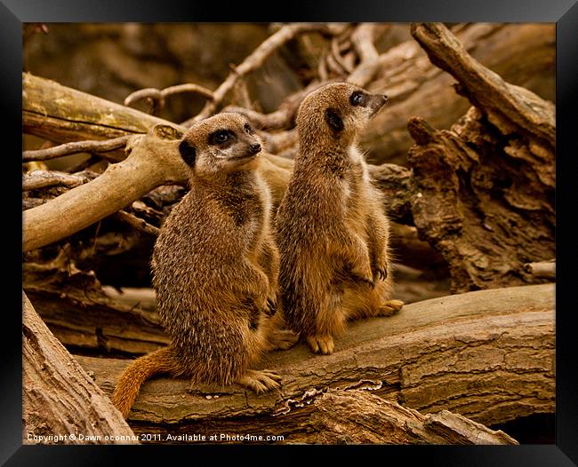 Meerkats Framed Print by Dawn O'Connor