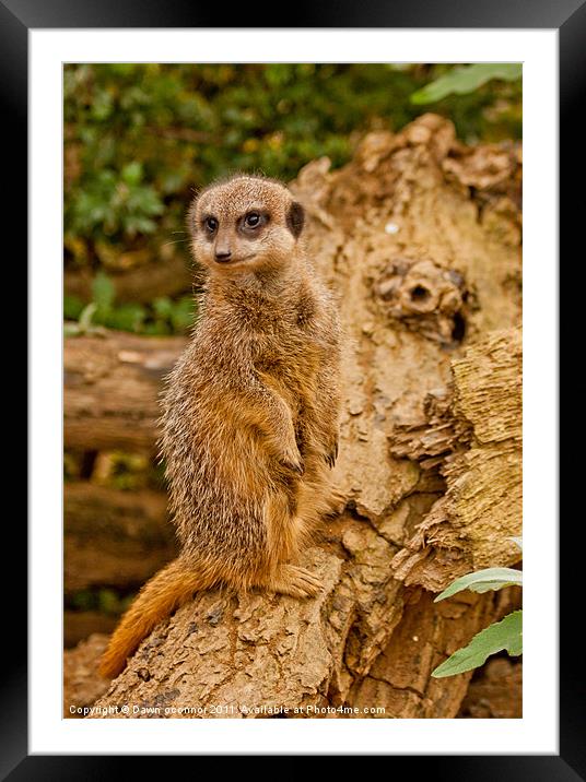 Meerkat Standing Framed Mounted Print by Dawn O'Connor