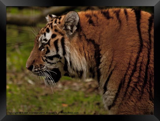 Bengal Indian Tiger - Panthera tigris tigris Framed Print by Dawn O'Connor