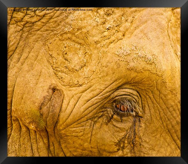 Elephants Eye Framed Print by Dawn O'Connor