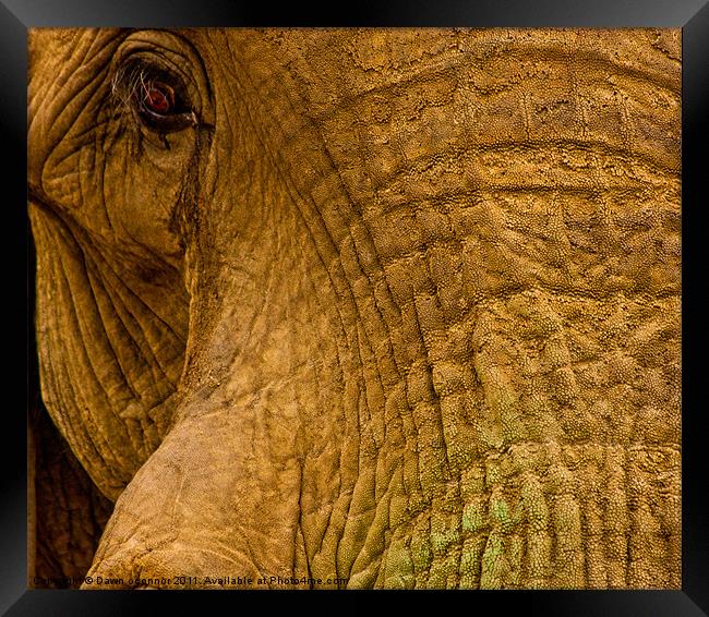 Elephants Eye Framed Print by Dawn O'Connor
