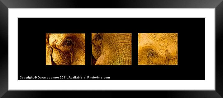Elephants Eyes Framed Mounted Print by Dawn O'Connor