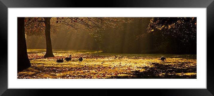 Geese in Winter Sunbeams Framed Mounted Print by Dawn O'Connor