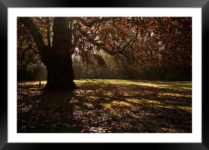 Sunbeams and Oak Tree Framed Mounted Print by Dawn O'Connor