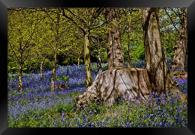 Bluebells and Tree Stump Framed Print by Dawn O'Connor
