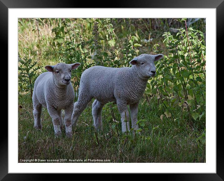 Lambs Framed Mounted Print by Dawn O'Connor