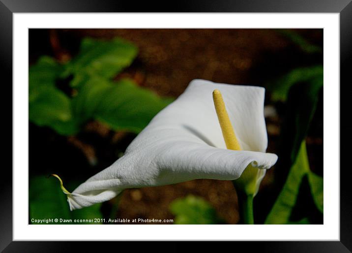 Arum Lily Framed Mounted Print by Dawn O'Connor