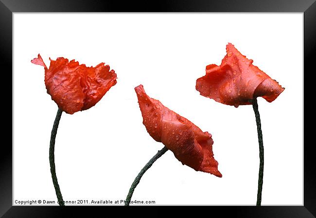 Poppies on White Framed Print by Dawn O'Connor