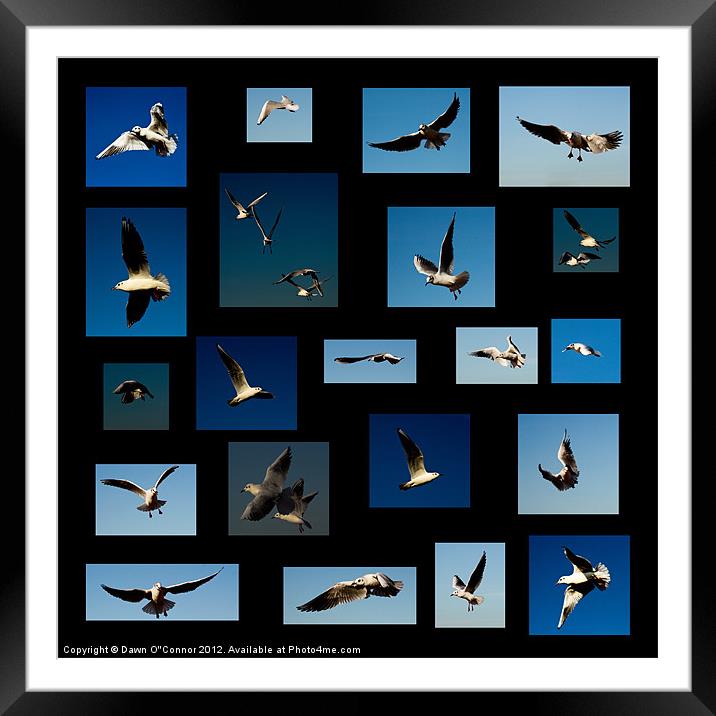 Seagulls Framed Mounted Print by Dawn O'Connor