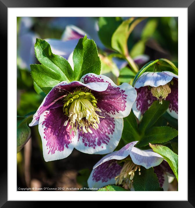 Hellebore Framed Mounted Print by Dawn O'Connor