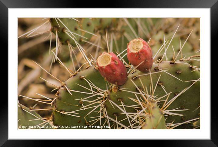 Prickly Pear Framed Mounted Print by Dawn O'Connor