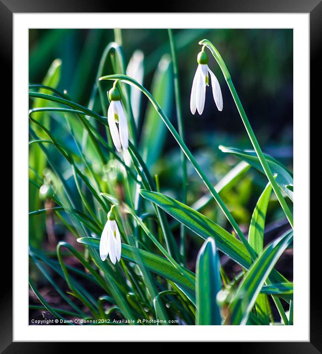 Snowdrop Framed Mounted Print by Dawn O'Connor