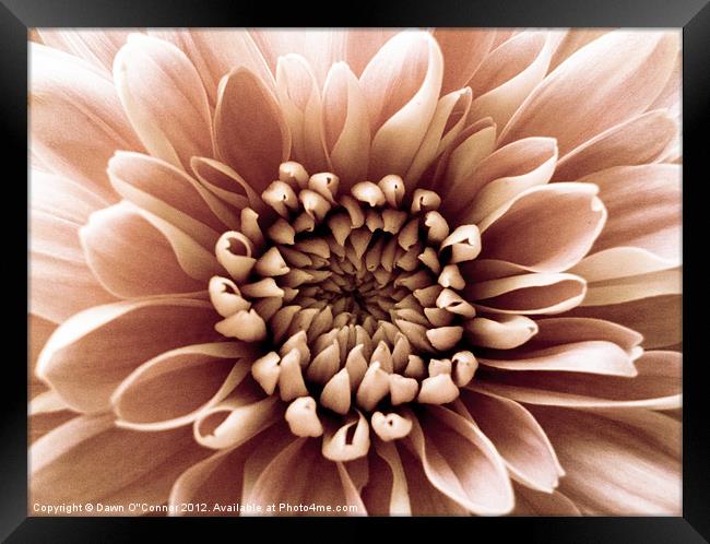 Pale Pink Flower Framed Print by Dawn O'Connor