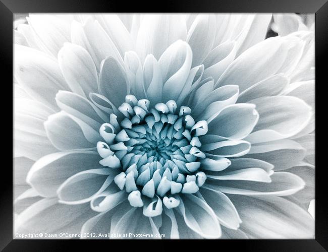 Blue Flower Framed Print by Dawn O'Connor