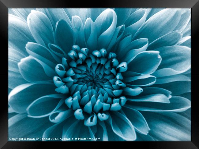 Blue Flower Framed Print by Dawn O'Connor