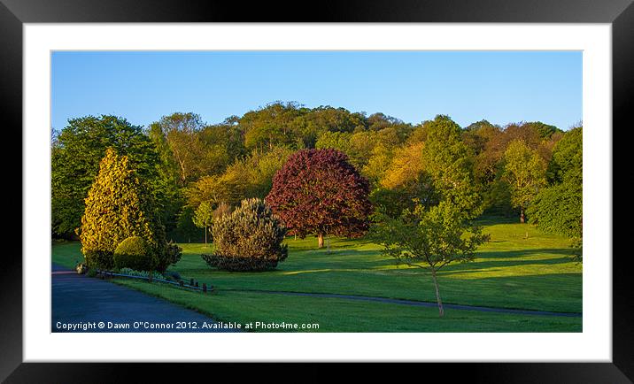 Lesnes Abbey Woods Framed Mounted Print by Dawn O'Connor