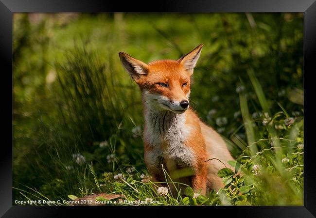 Fox - Vulpes vulpes Framed Print by Dawn O'Connor