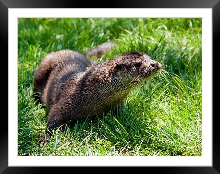 Otter - Lutra lutra Framed Mounted Print by Dawn O'Connor