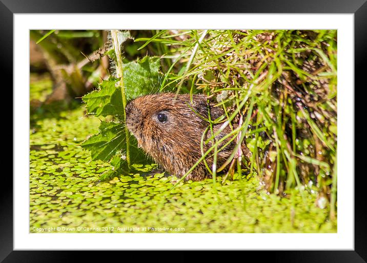 Water Vole - Arvicola terrestris Framed Mounted Print by Dawn O'Connor