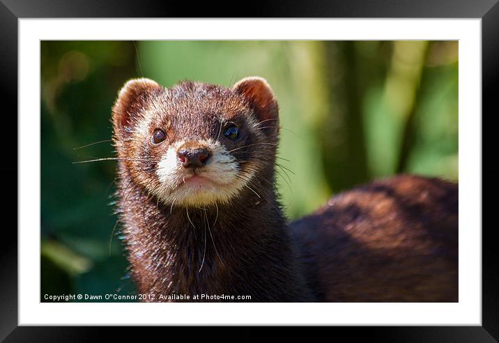 Polecat - Mustela putorius Framed Mounted Print by Dawn O'Connor