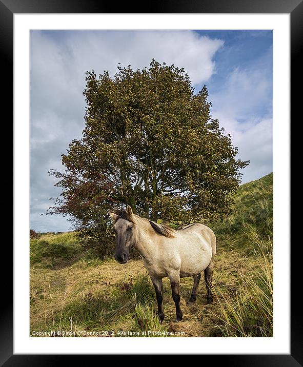 Konik Pony at Dover Framed Mounted Print by Dawn O'Connor