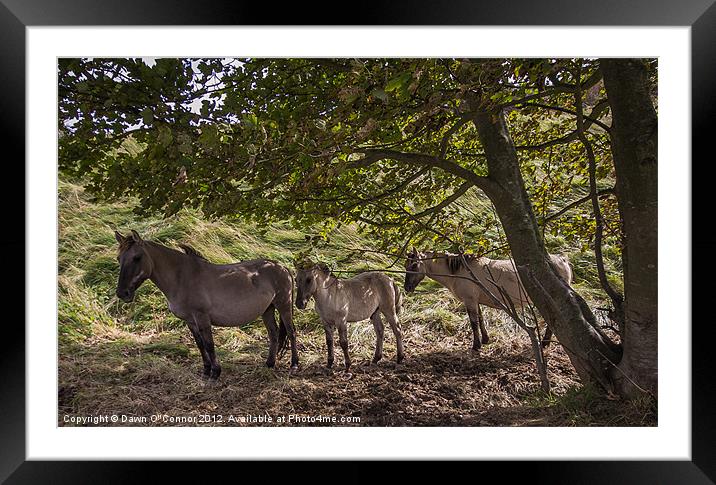 Konik Ponies at Dover Framed Mounted Print by Dawn O'Connor