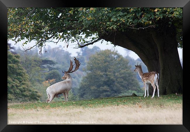 Fallow Deer at Knole Park Framed Print by Dawn O'Connor