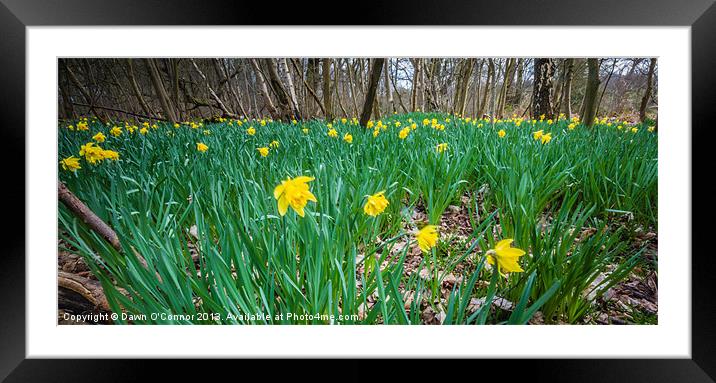 Daffodils in the Woods Framed Mounted Print by Dawn O'Connor