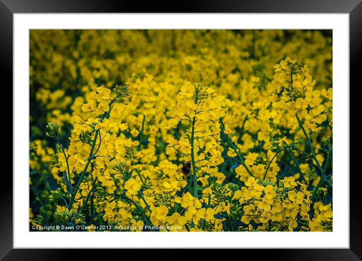 Rapeseed Framed Mounted Print by Dawn O'Connor