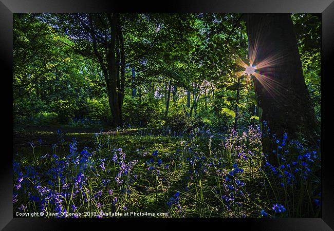 Bluebell Sunset Framed Print by Dawn O'Connor