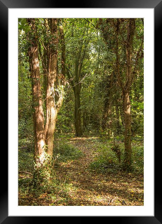 Woodland Walk Framed Mounted Print by Dawn O'Connor