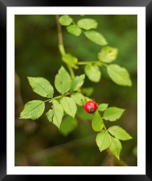Rose Hip Framed Mounted Print by Dawn O'Connor