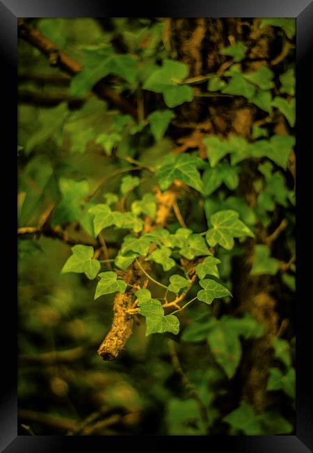 Common Ivy Framed Print by Dawn O'Connor