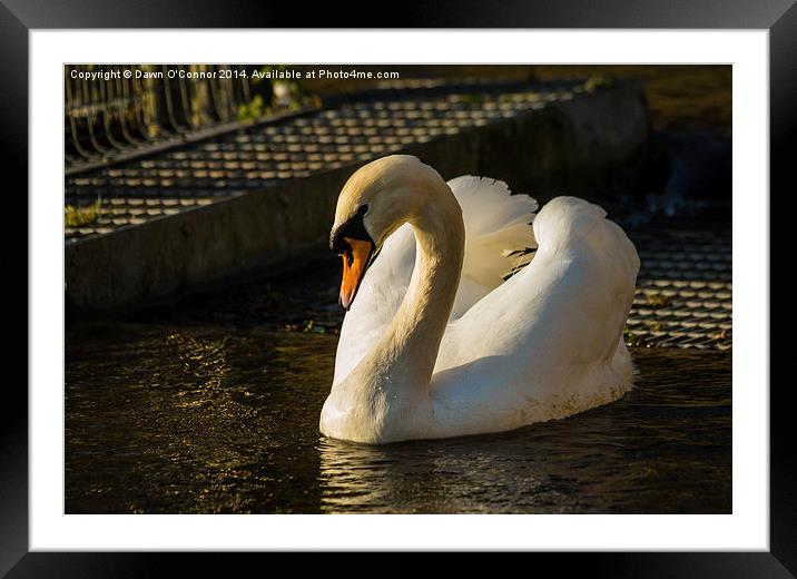 Swan Framed Mounted Print by Dawn O'Connor