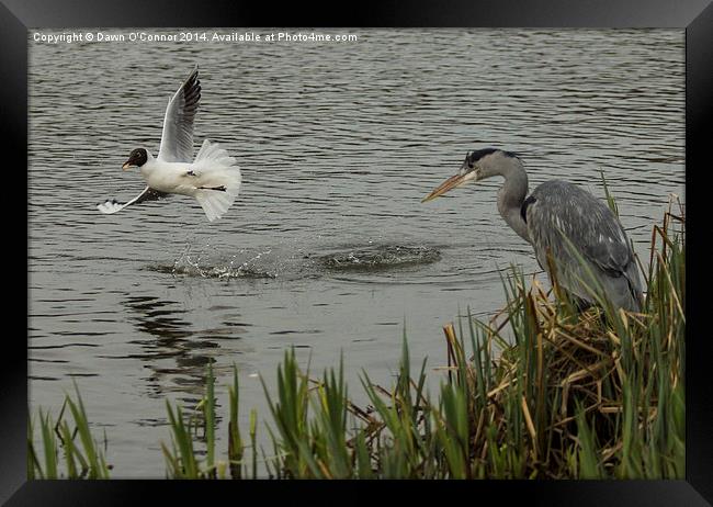 Heron and Gull Framed Print by Dawn O'Connor