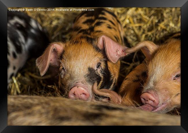 Piglets Framed Print by Dawn O'Connor