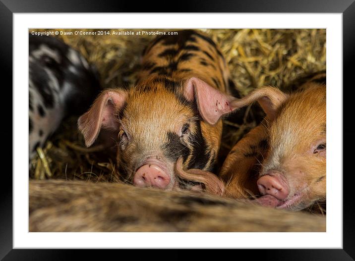 Piglets Framed Mounted Print by Dawn O'Connor