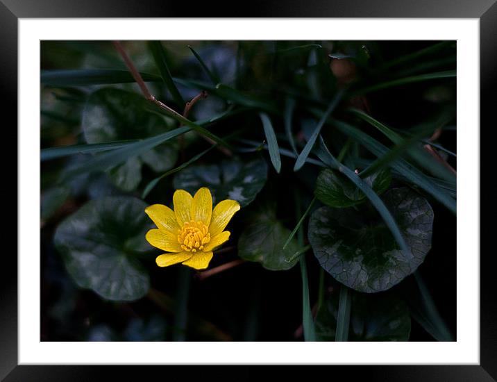 Wild Flower, Lesser Celandine - ranunculus ficaria Framed Mounted Print by Dawn O'Connor
