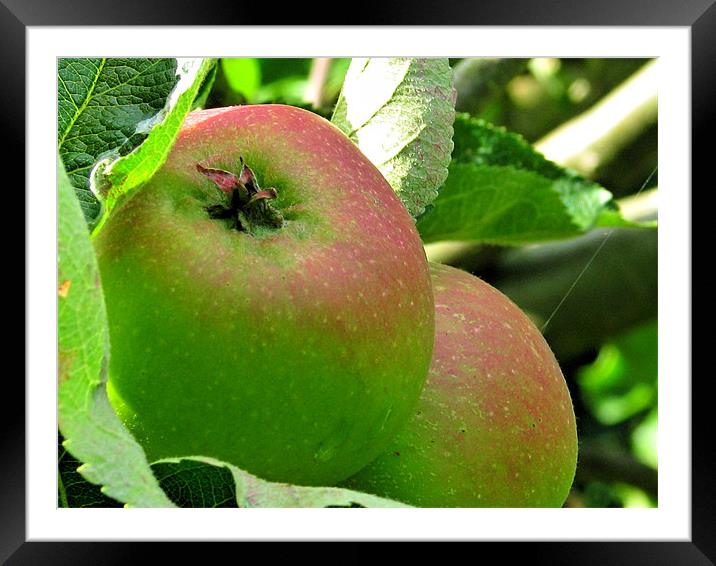 English Apples Framed Mounted Print by Dawn O'Connor